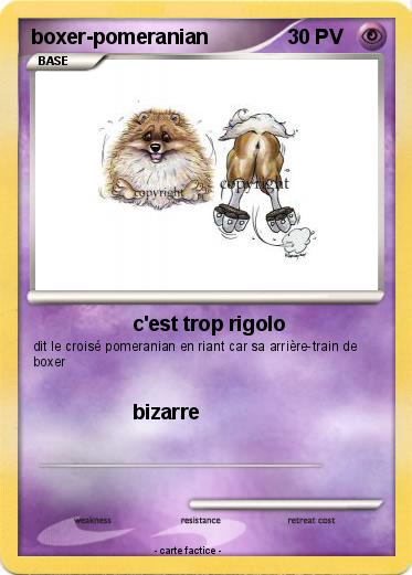 Pokemon boxer-pomeranian