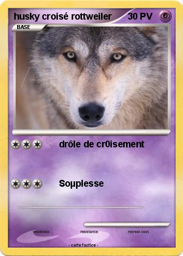 Pokemon husky croisé rottweiler