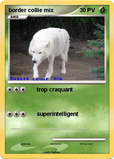 Pokemon border collie mix