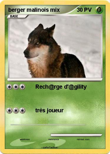 Pokemon berger malinois mix