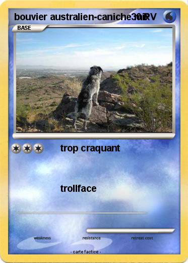 Pokemon bouvier australien-caniche mix
