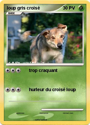 Pokemon loup gris croisé
