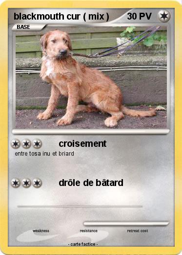 Pokemon blackmouth cur ( mix )