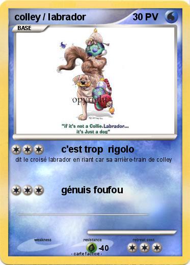 Pokemon colley / labrador