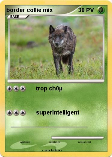 Pokemon border collie mix