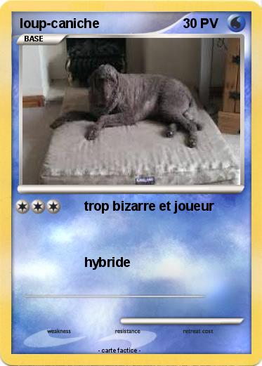Pokemon loup-caniche