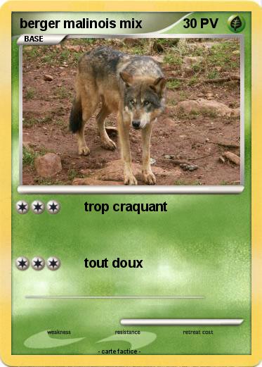 Pokemon berger malinois mix
