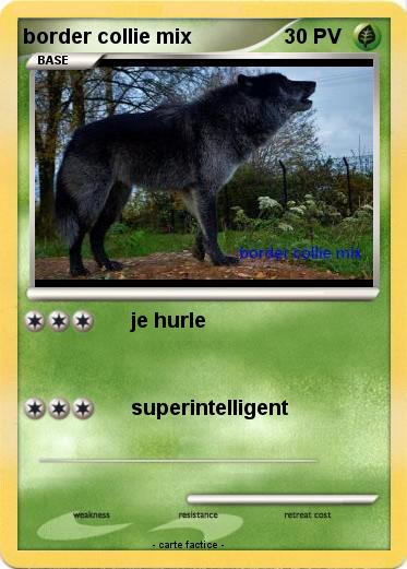 Pokemon border collie mix