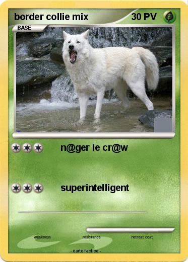 Pokemon border collie mix