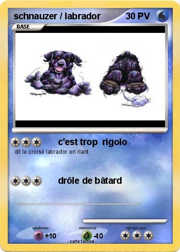 Pokemon schnauzer / labrador