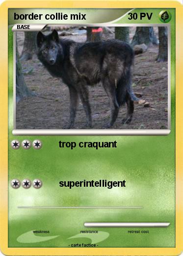 Pokemon border collie mix