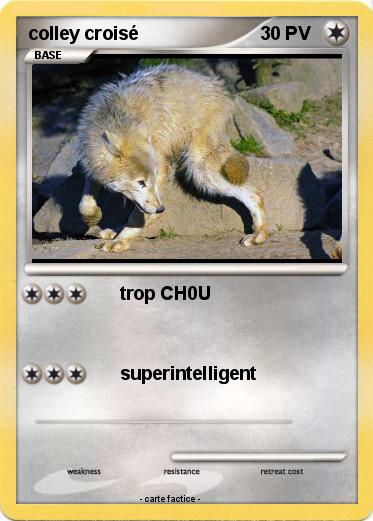 Pokemon colley croisé