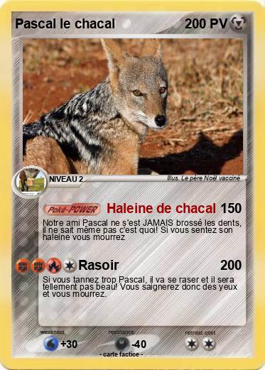 Pokemon Pascal le chacal