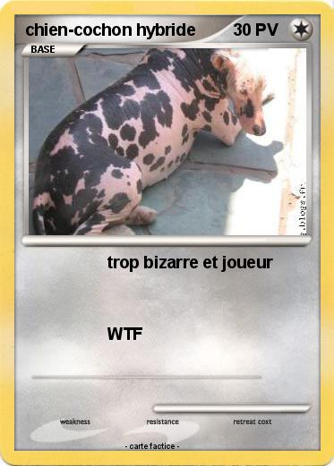Pokemon chien-cochon hybride