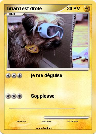 Pokemon briard est drôle