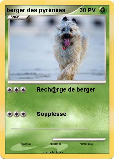 Pokemon berger des pyrénées