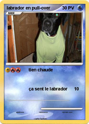 Pokemon labrador en pull-over