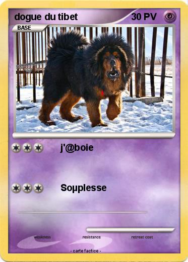 Pokemon dogue du tibet