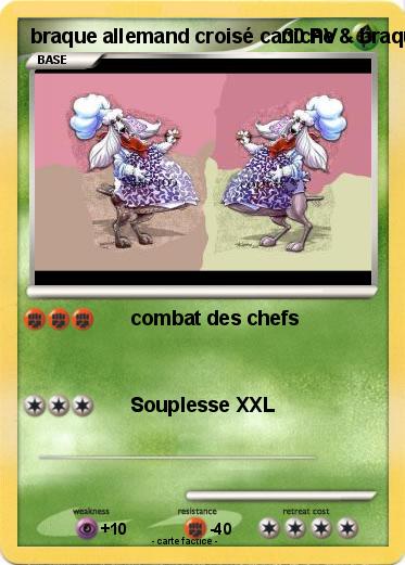 Pokemon braque allemand croisé caniche & braque de weimar croisé caniche fat chef
