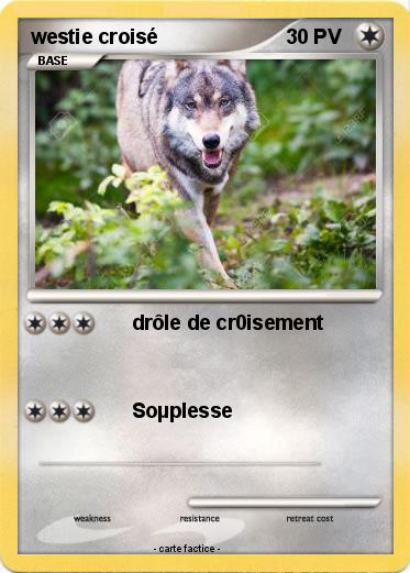Pokemon westie croisé