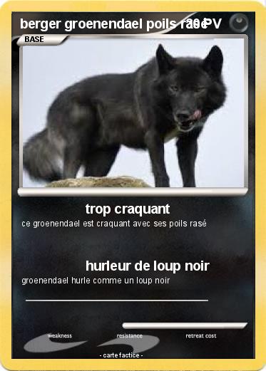 Pokemon berger groenendael poils rasé