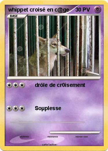 Pokemon whippet croisé en c@ge