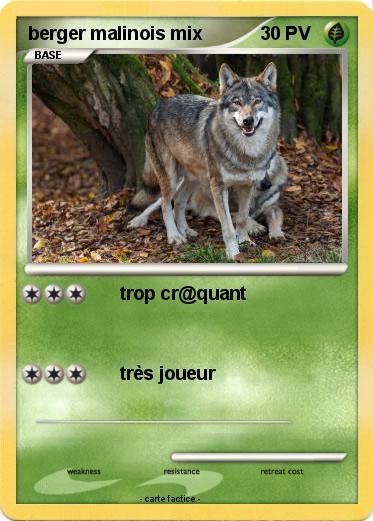 Pokemon berger malinois mix