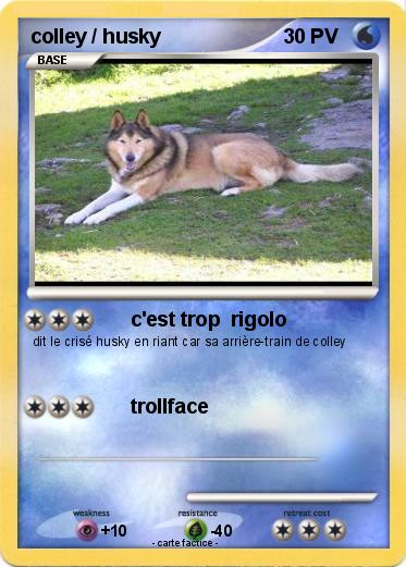 Pokemon colley / husky