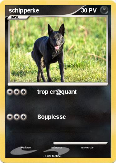 Pokemon schipperke