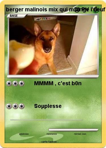 Pokemon berger malinois mix qui m@nge l'oeuf
