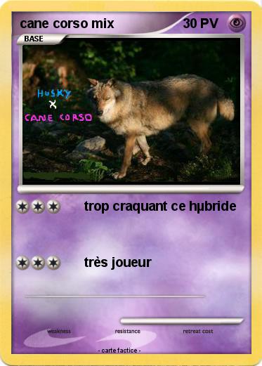 Pokemon cane corso mix