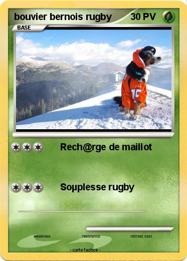 Pokemon bouvier bernois rugby