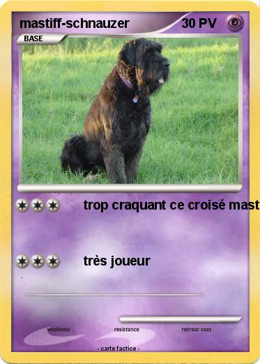Pokemon mastiff-schnauzer