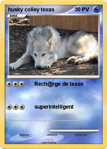 Pokemon husky colley texas