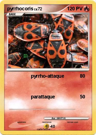 Pokemon pyrrhocoris
