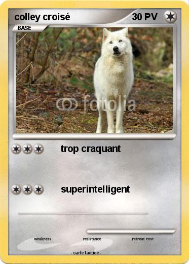 Pokemon colley croisé