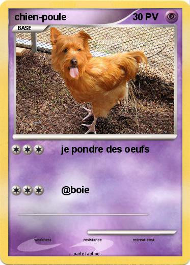 Pokemon chien-poule