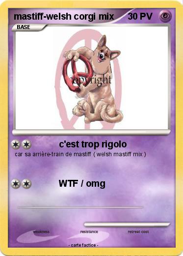 Pokemon mastiff-welsh corgi mix