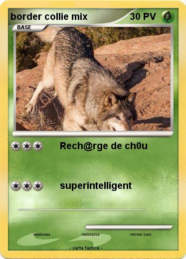 Pokemon border collie mix