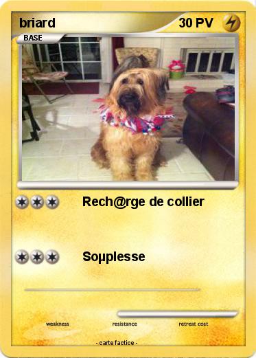 Pokemon briard