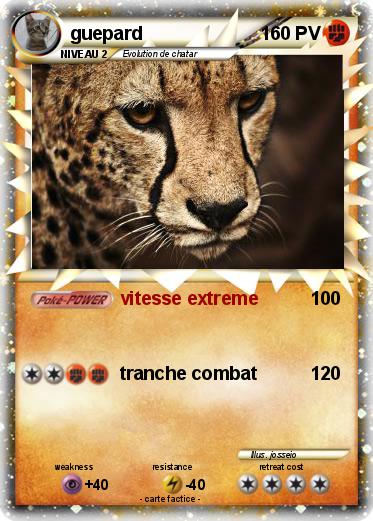 Pokemon guepard