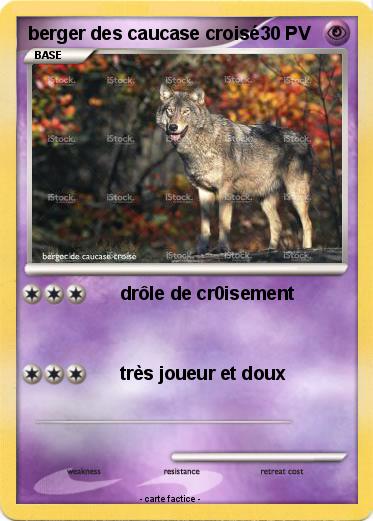 Pokemon berger des caucase croisé