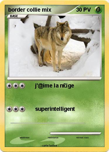 Pokemon border collie mix