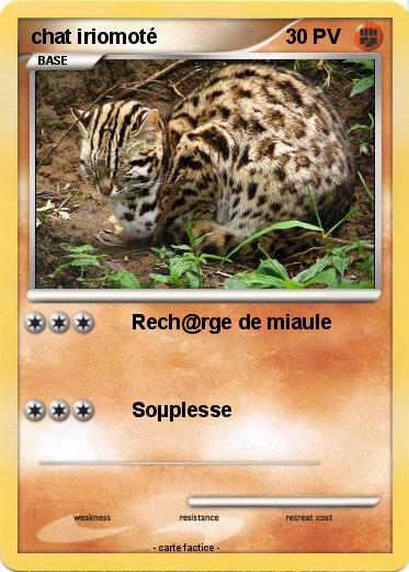 Pokemon chat iriomoté