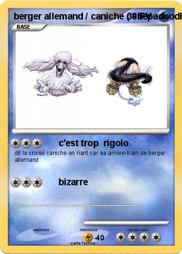 Pokemon berger allemand / caniche ( shepadoodle )