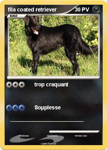 Pokemon fila coated retriever