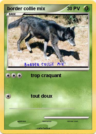 Pokemon border collie mix