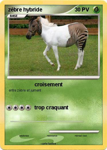 Pokemon zèbre hybride