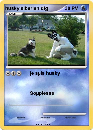 Pokemon husky siberien dfg