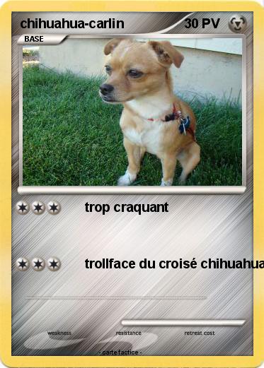 Pokemon chihuahua-carlin